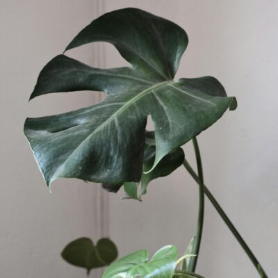 Large Monstera leaves in an indoor setting, showcasing vibrant green foliage perfect for home decor.