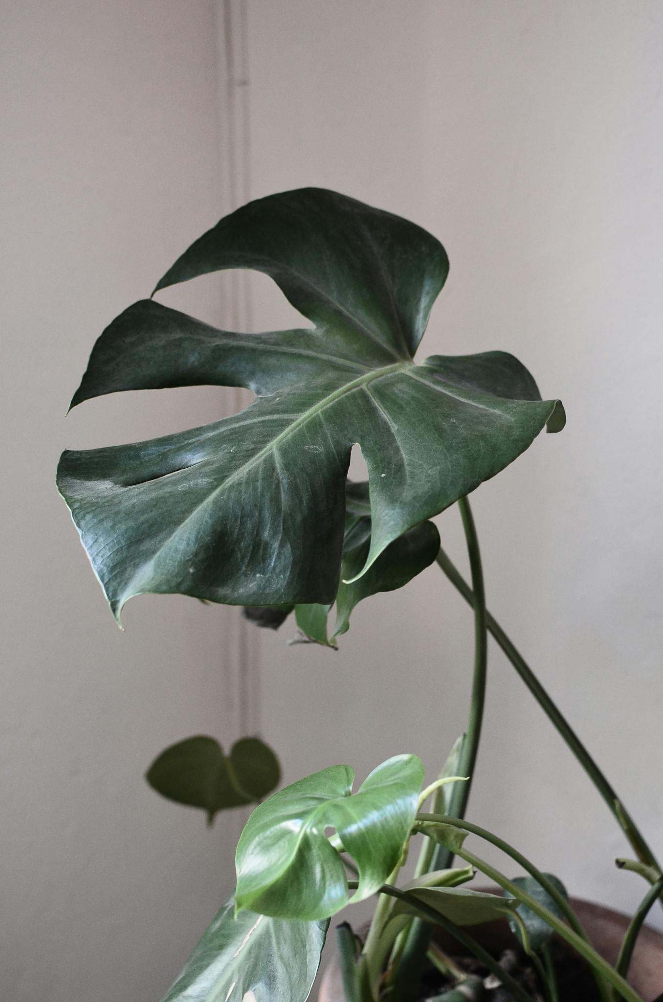 Large Monstera leaves in an indoor setting, showcasing vibrant green foliage perfect for home decor.